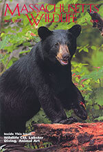 Massachusetts Wildlife 1 of 5
