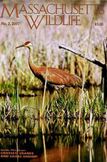 Massachusetts Wildlife 3 of 5