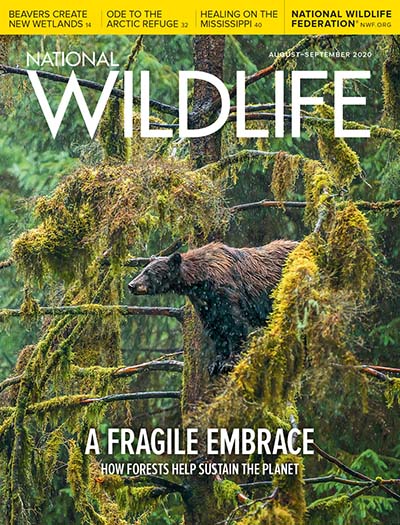 Best Price for National Wildlife Magazine Subscription