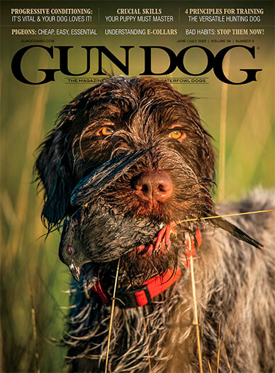 Latest issue of Gun Dog Magazine