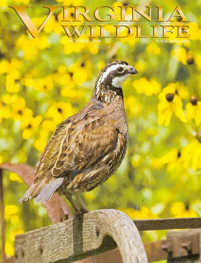Latest issue of Virginia Wildlife Magazine