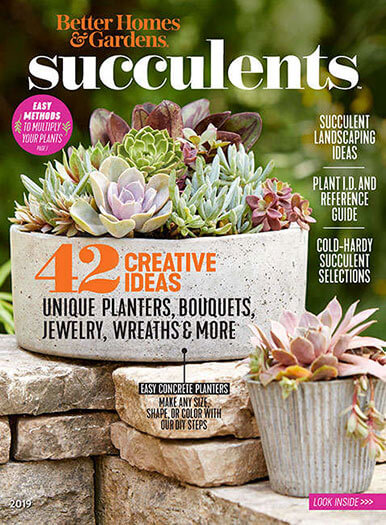 Succulents 2019 | Magazine.Store 